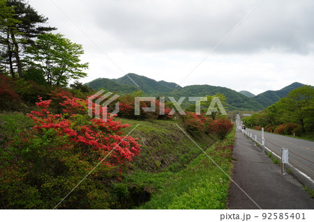 群馬県　初夏の榛名高原　ツツジの季節　榛名湖道路のヤセオネ峠付近のヤマツツジ　2022年5月22日 92585401