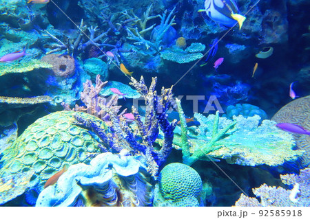 サンシャイン水族館 サンゴ礁と色とりどりの魚たち サンシャイン水族館 サンゴ礁と色とりどりの魚たち 92585918