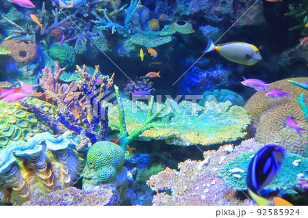 サンシャイン水族館 サンゴ礁と色とりどりの魚たち サンシャイン水族館 サンゴ礁と色とりどりの魚たち 92585924