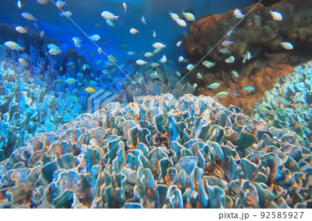 サンシャイン水族館 サンゴ礁と色とりどりの魚たち サンシャイン水族館 サンゴ礁と色とりどりの魚たち 92585927