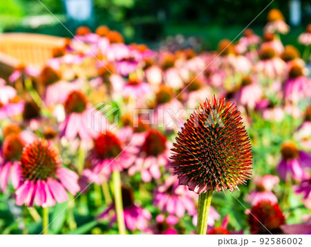 満開のヘリオプシス・ブリーディングハーツの面白い花姿 92586002