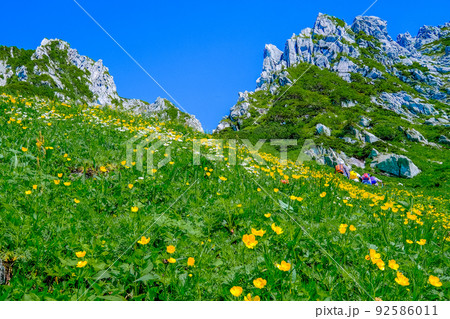 千畳敷カールのお花畑 千畳敷カールのお花畑 92586011