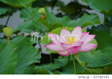 千葉県　夏の水郷佐原あやめパーク「はす祭り」　満開のハスの花の咲く風景　アップ・イメージ 92586183