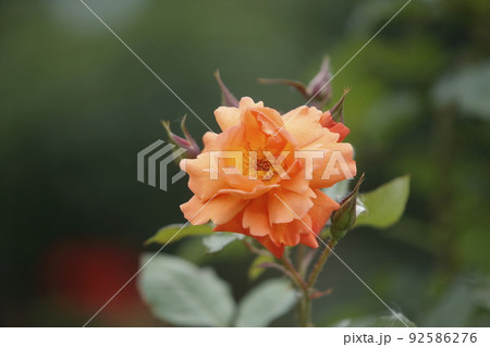荒尾市　おもやい市民花壇　バラの花、 92586276