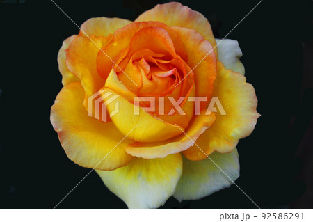 バラは黄色と朱色が交わった色して咲いて、なんか不思議な色してる 92586291