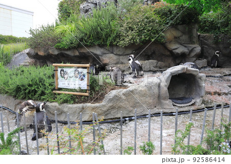 サンシャイン水族館 換毛期のケープペンギン サンシャイン水族館 換毛期のケープペンギン 92586414