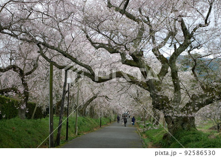 桜と道と曇り 92586530
