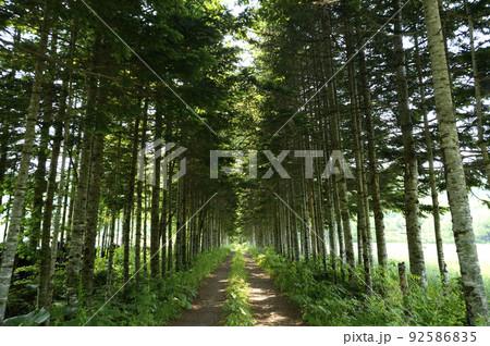 北海道　夏の白樺林の小径 92586835