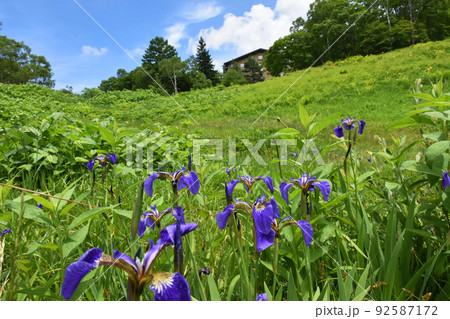 【長野県下高井郡】シガアヤメ 志賀菖蒲 【長野県下高井郡】シガアヤメ 志賀菖蒲 92587172
