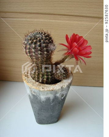 Large red bloom on hedgehog cactus in a pot at home. Two flowers at the same time, blooming thorny plant 92587630