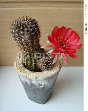 Large red bloom on hedgehog cactus in a pot at home. Two flowers at the same time, blooming thorny plant Large red bloom on hedgehog cactus in a pot at home. Two flowers at the same time, blooming thorny plant 92587636