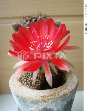 Large red bloom on hedgehog cactus in a pot at home. Two flowers at the same time, blooming thorny plant Large red bloom on hedgehog cactus in a pot at home. Two flowers at the same time, blooming thorny plant 92587646