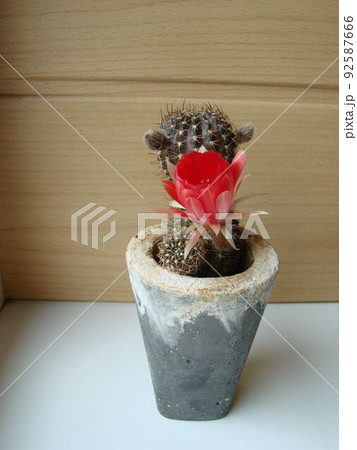 Large red bloom on hedgehog cactus in a pot at home. Two flowers at the same time, blooming thorny plant Large red bloom on hedgehog cactus in a pot at home. Two flowers at the same time, blooming thorny plant 92587666