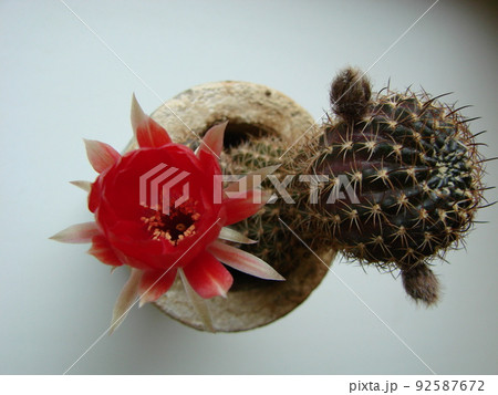 Large red bloom on hedgehog cactus in a pot at home. Two flowers at the same time, blooming thorny plant Large red bloom on hedgehog cactus in a pot at home. Two flowers at the same time, blooming thorny plant 92587672