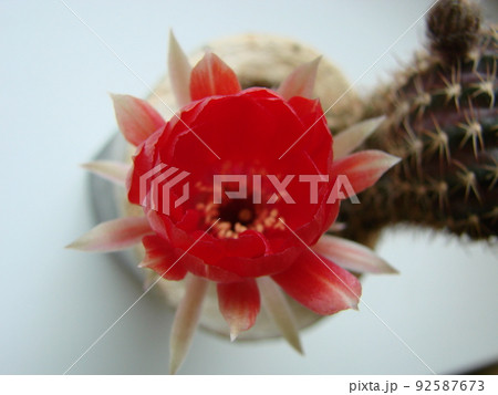 Large red bloom on hedgehog cactus in a pot at home. Two flowers at the same time, blooming thorny plant Large red bloom on hedgehog cactus in a pot at home. Two flowers at the same time, blooming thorny plant 92587673