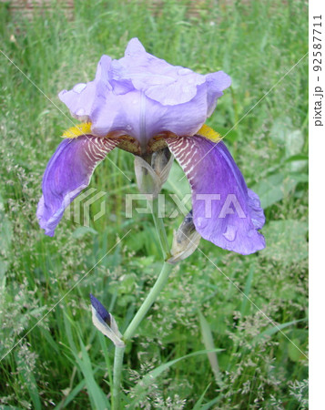 Iris germanica. Closeup of flower bearded iris in garden. A plant with impressive flowers, garden decoration. Iris germanica. Closeup of flower bearded iris in garden. A plant with impressive flowers, garden decoration. 92587711
