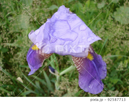 Iris germanica. Closeup of flower bearded iris in garden. A plant with impressive flowers, garden decoration. Iris germanica. Closeup of flower bearded iris in garden. A plant with impressive flowers, garden decoration. 92587713