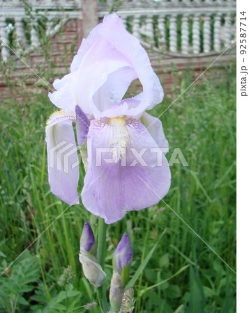 Iris germanica. Closeup of flower bearded iris in garden. A plant with impressive flowers, garden decoration. 92587714