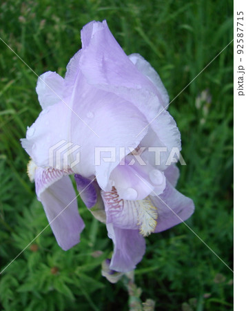 Iris germanica. Closeup of flower bearded iris in garden. A plant with impressive flowers, garden decoration. Iris germanica. Closeup of flower bearded iris in garden. A plant with impressive flowers, garden decoration. 92587715