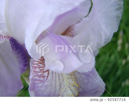 Iris germanica. Closeup of flower bearded iris in garden. A plant with impressive flowers, garden decoration. Iris germanica. Closeup of flower bearded iris in garden. A plant with impressive flowers, garden decoration. 92587716