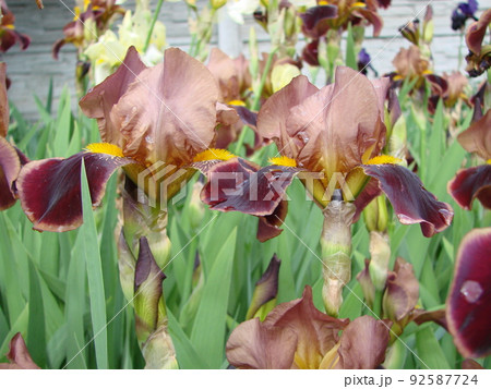 Iris germanica. Closeup of flower bearded iris in garden. A plant with impressive flowers, garden decoration. Iris germanica. Closeup of flower bearded iris in garden. A plant with impressive flowers, garden decoration. 92587724