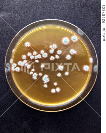 カビの胞子が散らばったように生育したシャーレ 92587835