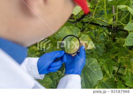 Plant disease agronomist. Junior agricultural scientists research greenhouse plants and look for a way to control pests. Yellowed leaf. Scientist in white coat. Diseases of agricultural plants 92587966