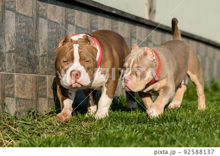 Two American Bully puppies dogs are playing Two American Bully puppies dogs are playing 92588137