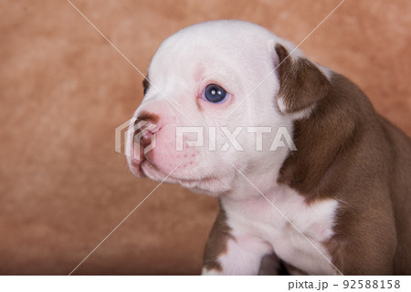 Funny American Bullies puppy close up portrait Funny American Bullies puppy close up portrait 92588158