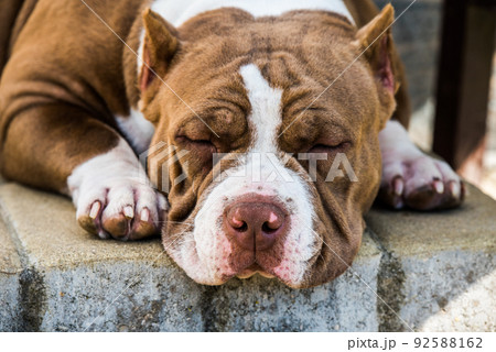 Red color American Bully dog is lying on the doorstep 92588162