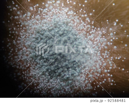 カビの胞子を単体で観察した様子 カビの胞子を単体で観察した様子 92588481