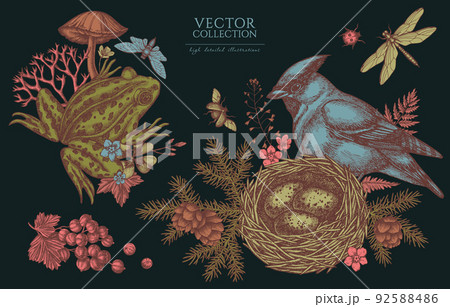 Mysterious forest vintage illustrations collection. Hand drawn logo designs with waxwing, nest, pool frog, moss, spruce branch, pine cones, mushrooms, insect, red currant, forget me not flower, clover Mysterious forest vintage illustrations collection. Hand drawn logo designs with waxwing, nest, pool frog, moss, spruce branch, pine cones, mushrooms, insect, red currant, forget me not flower, clover 92588486