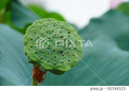 蓮の果托 92588525