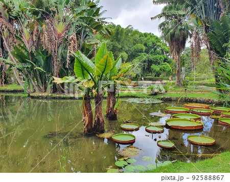 Botanical Gardens in Rio de Janeiro 92588867