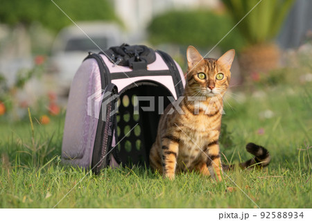 The cat is sitting next to the carrier on the green grass. 92588934