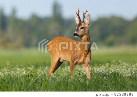 Roe deer observing over the shoulder on wildflowers 92589298