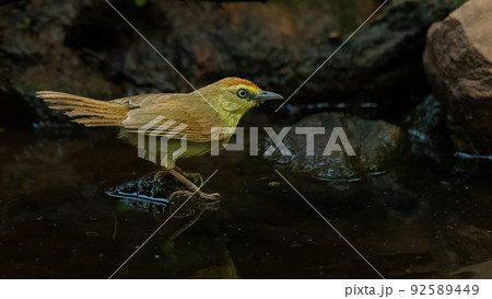 Pin-striped Tit Babbler perching on small rock in waterhole 92589449