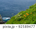 龍飛岬の周辺の初夏のお花畑 92589477