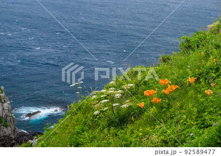 龍飛岬の周辺の初夏のお花畑 92589477