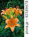 スカシユリ 92589478