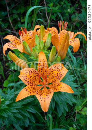 スカシユリ 92589478