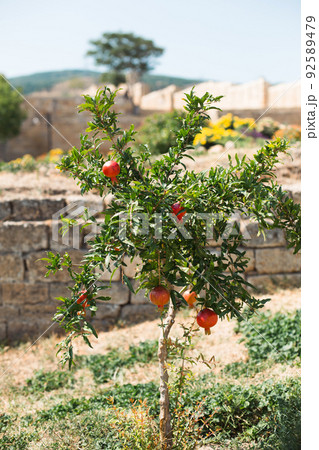A ripe red pomegranate is hanging on a branch of a fruit tree. Natural food, eco-friendly, orchard. A ripe red pomegranate is hanging on a branch of a fruit tree. Natural food, eco-friendly, orchard. 92589479