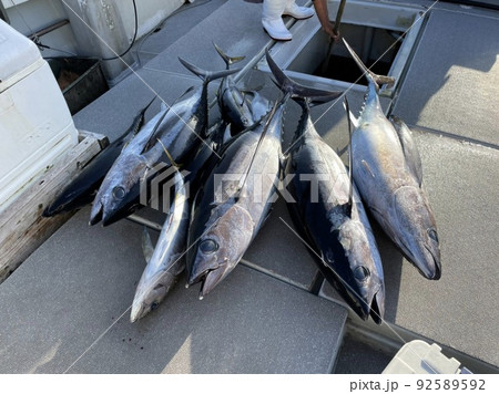 沖縄県久米島 マグロ釣り 沖縄県久米島 マグロ釣り 92589592