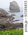 青森県八戸市種差海岸の白岩（明神岩）と海岸に咲くノハナショウブ 92589855