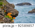 青森県八戸市種差海岸の岩壁に咲くスカシユリ 92589857