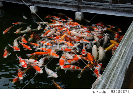 広島空港隣り　三景園のニシキゴイ 92589872