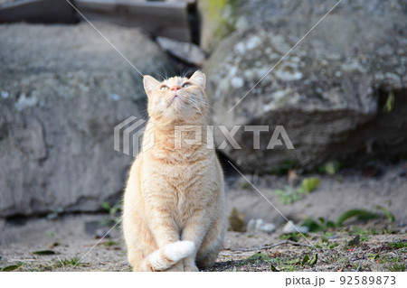 ネコがポーズしてくれました 92589873