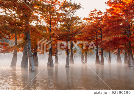 Swamp cypresses on lake with fog and morning sunshine. Taxodium distichum with red needles in USA. Swamp cypresses on lake with fog and morning sunshine. Taxodium distichum with red needles in USA. 92590190