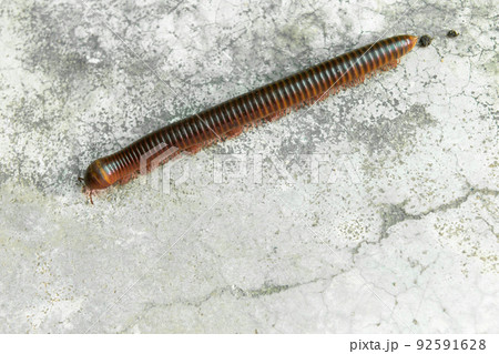 Red millipede crawl on concrete background 92591628