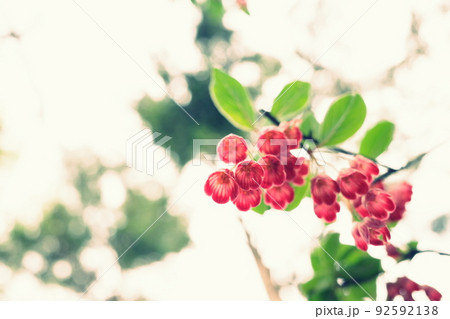 山で出会った可憐なサラサドウダン 92592138